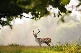 Title: Concerns Escalate as Dublin's Deer Herd Becomes First in Europe to Contract COVID-19 - 1