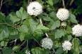Paghataposs Garden: Physocarpus opulifolius aposMonloapos