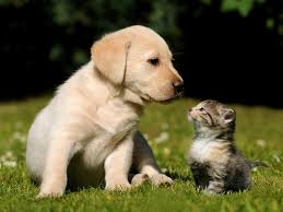 Image result for cute puppies