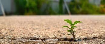 Resultado de imagem para avivamento