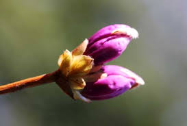 Résultat de recherche d'images pour "bourgeons"