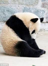 Résultat de recherche d'images pour "sad panda"