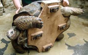 Image result for tortoise