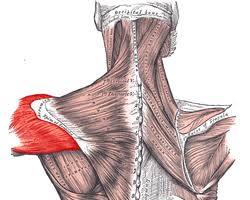 Image of عضلات دلتوئید خلفی (Posterior Deltoid)