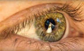 Image result for the eye in photography
