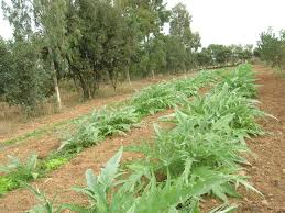 Image result for al-qaeda tranny anime