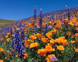 Image of Kern County poppy fields