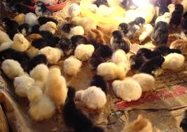 Hasil gambar untuk gambar ayam kampung petelur