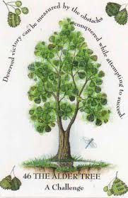 Image result for alder leaves