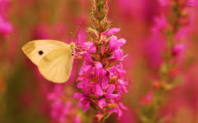 Resultado de imagem para ART BEAUTIFUL butterfly