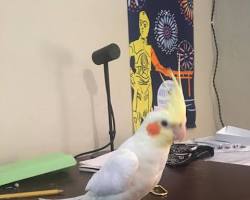 تصویر Cockatiel doing tricks