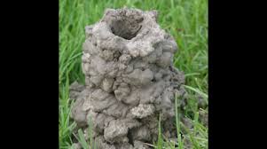 Image result for crayfish chimneys