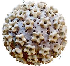 Image result for human papilloma virus