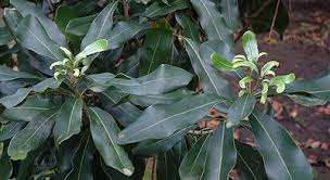 Image result for zinc burn in plants