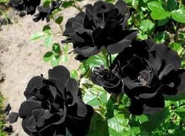 Image result for karangan bunga mawar biru