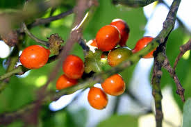 external image images?q=tbn:ANd9GcTRFcZw7zGKGf9O6Yr-zAmhlRz4P0tUHN5msMWQH0EiBHKUqidIAA