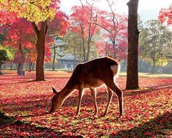 奈良公園の紅葉の画像