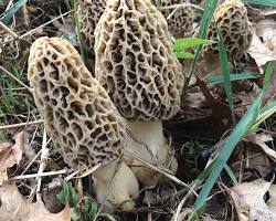 Image of Yellow Morel Mushroom