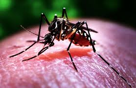 Image result for Female mosquitoes are non- vegetarian