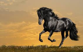 Image result for HORSE