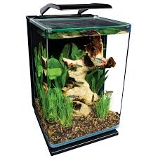 Image result for betta fish tank