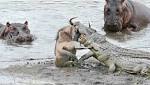 WATCH Hippos save wildebeest from