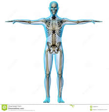 Resultado de imagen para cuerpo humano