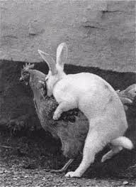 Bildergebnis für osterhase