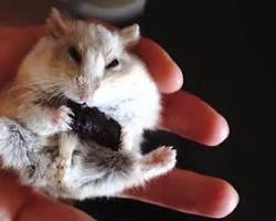 hamster eating a treat from a person's hand.の画像