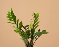Image of ZZ plant
