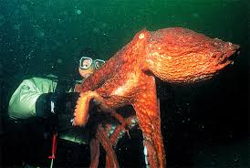 The Helping Octopus: A Story from the Edge of Understanding – New and Tips