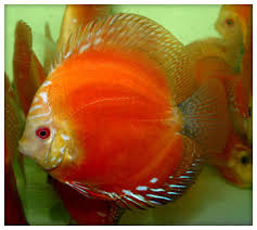 Hasil gambar untuk discus malboro