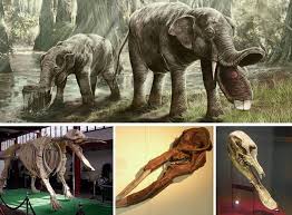 Beto Skeptic - DIENTE DE PALA Este peculiar mamífero era un Platybelodon. Están relacionados con los actuales elefantes. Vivió durante el Mioceno, hace unos 15 millones de años, en Asia, Norteamérica, Europa