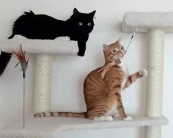 cat on cat treeの画像