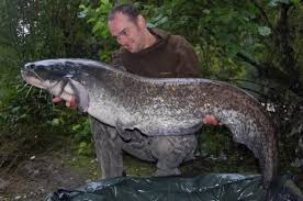 Image result for wels catfish