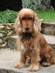 Cocker spaniel anglais pdia