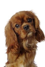 Résultat de recherche d'images pour "cavalier king charles tete sur le cote"