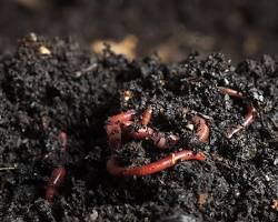 Image of Vermicomposting