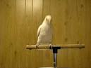 Pictures of 2 parrots dancing to music <?=substr(md5('https://encrypted-tbn1.gstatic.com/images?q=tbn:ANd9GcTRubZLl8N0Gw2BsOfl8k3emy00yLF3o9Bl7yF6agws6TesYiVi6l3zmhgQ'), 0, 7); ?>