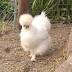 Gallina sedosa del Japón