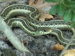 snake picture