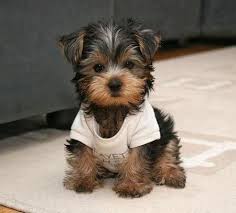 Cute Dogs 