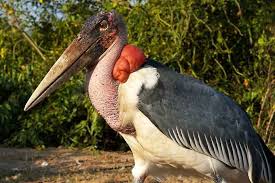 Risultati immagini per marabu