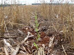 Image result for no till planter