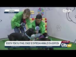 ▷ City Tv | Noticias - News update