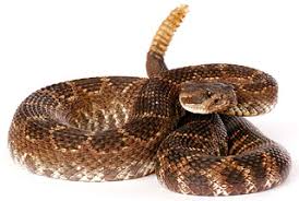 Bildergebnis für rattlesnake