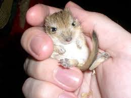 Phú Nhuận: chuyên bán gerbil (chuột nhảy) giá cực rẻ - 18