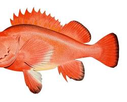 Image of Rockfish fish