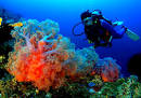 Scuba Diving in Indonesia: Dive Advice Booking Directory