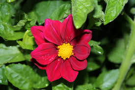 Resultado de imagen para flores bonitas